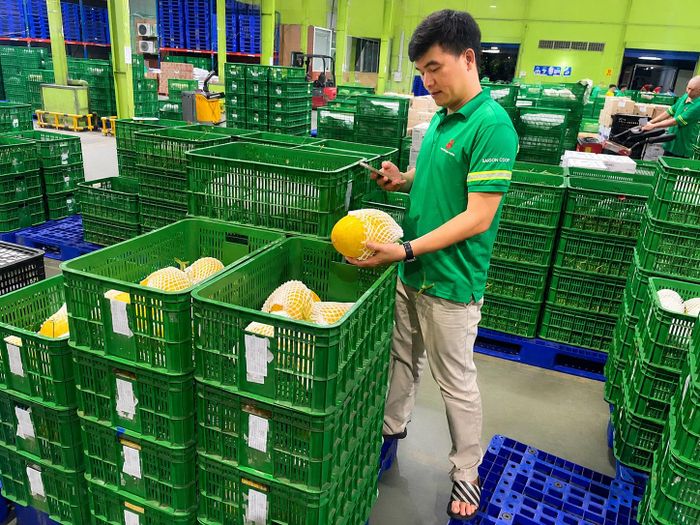 Nhân viên Saigon Co.op kiểm tra và đối soát thông tin truy xuất nguồn gốc sản phẩm ngay tại kho. ẢNH MINH XUÂN