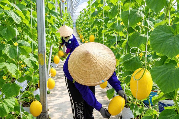 Công tác chăm sóc cây được theo dõi chặt chẽ, bảo đảm chất lượng trong từng giai đoạn canh tác. MINH XUÂN