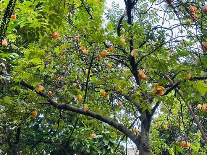 Cây khế thân thuộc trước hiên nhà. (Ảnh: TGCC)