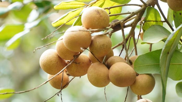 Năm 2014, thanh nhãn chính thức được Cục Sở hữu trí tuệ cấp giấy chứng nhận bảo hộ thương hiệu độc quyền. So với nhiều giống nhãn đang được trồng phổ biến tại Đồng bằng sông Cửu Long (ĐBSCL), thanh nhãn sở hữu nhiều ưu điểm vượt trội như trái to hơn, nặng hơn, cơm dày và rất ít nước.