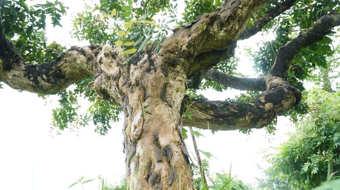 Theo bà Thanh kể lại, vào năm 1994, trong một vụ thu hoạch nhãn, bà tình cờ phát hiện trong vườn gia đình có một vài gốc nhãn già cỗi cho trái rất đặc biệt. Trái nhãn có màu vàng tươi đẹp mắt, cơm dày, khô ráo, vị thơm, ngọt và giòn hơn hẳn các giống nhãn khác trong vùng. Thấy vậy, bà Thanh đã mày mò cắt cành từ cây nhãn này để tháp, ghép lên các gốc nhãn cũ trong vườn. Qua nhiều năm kiên trì chọn lọc và cắt ghép, bà đã lai tạo thành công giống thanh nhãn.