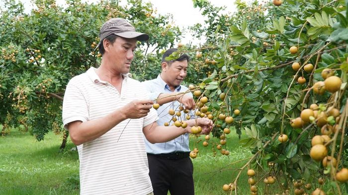 Thanh nhãn bán tại vườn hiện từ 80.000 - 110.000 đồng/kg. Đến mùa thu hoạch, thương lái từ khắp nơi đổ về đặt hàng trước nhưng vẫn không có đủ sản lượng để giao.