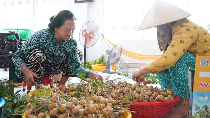 Hằng năm, từ tháng 7 đến tháng 8 là thời điểm chính vụ thu hoạch thanh nhãn. Tại các nhà vườn, nhiều nhân công phải tranh thủ làm từ sáng sớm để hái, phân loại và đóng gói sản phẩm vận chuyển đi khắp nơi.