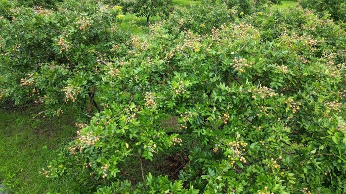 Bà Thanh (75 tuổi) - chủ một khu vườn nhãn cổ tại phường Hiệp Thành, tỉnh Cà Mau - đang sở hữu giống nhãn lai tạo, nổi tiếng thơm ngon.