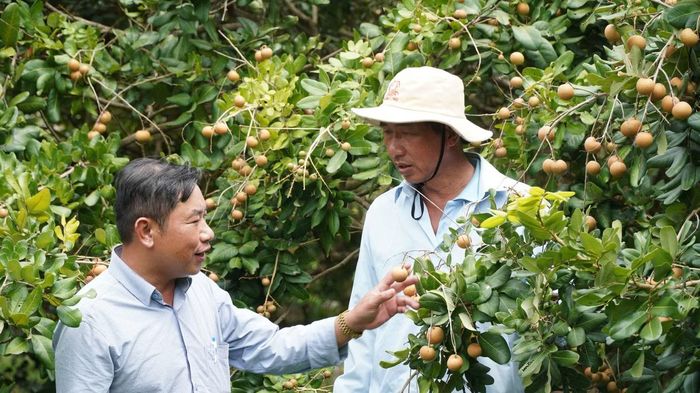 Ông Lê Tiến Dũng - Trưởng phòng Kinh tế, Hạ tầng và Đô thị phường Hiệp Thành - cho biết, trên địa bàn phường hiện có hơn 80ha trồng thanh nhãn. Địa phương sẽ phối hợp với các sở, ngành của tỉnh tiến hành lập hồ sơ xây dựng chỉ dẫn địa lý cho thanh nhãn Cà Mau.