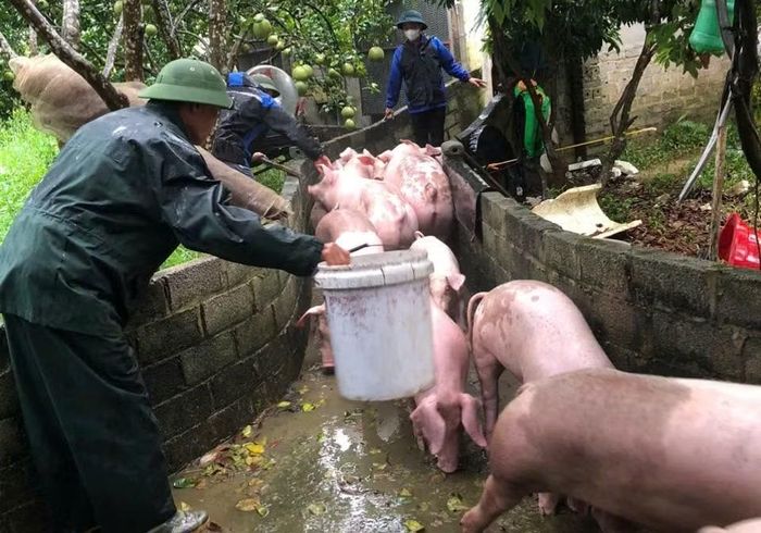 Đoàn viên tỉnh Bắc Ninh hỗ trợ người dân di chuyển vật nuôi.