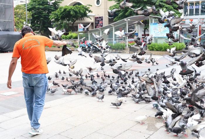 Một số người mang theo lúa hoặc đậu để mời đàn bồ câu ăn, đàn bồ câu xúm đến thưởng thức phần quà.