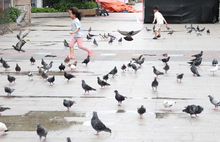 Mỗi người có thể thoải mái đến gần và vui chơi với bồ câu.