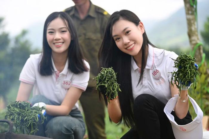 Tại khu vực chế biến, 53 thí sinh được tìm hiểu và trực tiếp tham gia công đoạn sao chè cùng bà con. Từ những búp chè vừa được hái trên đồi đến thành phẩm, họ có thêm cơ hội hình dung rõ hơn về các công đoạn tỉ mỉ.