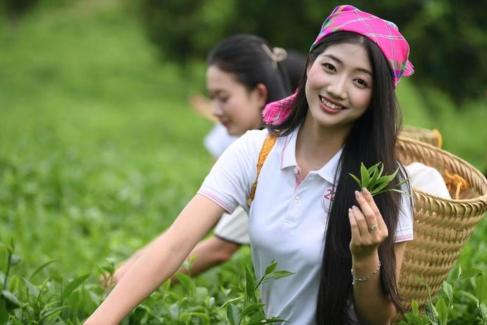 Thí sinh có cơ hội trực tiếp hòa mình vào không gian lao động, tìm hiểu câu chuyện về cây chè - một trong những sản vật gắn bó với đời sống của người dân địa phương. Không ít thí sinh lần đầu được trực tiếp đứng giữa những đồi chè xanh và tự tay hái những búp chè chuẩn bị cho quy trình chế biến.