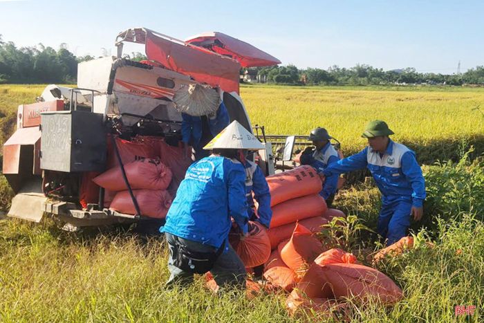 HTX Nông nghiệp hữu cơ Thần Nông HT lựa chọn hướng phát triển nông nghiệp chất lượng cao, gắn sản xuất với liên kết tiêu thụ.
