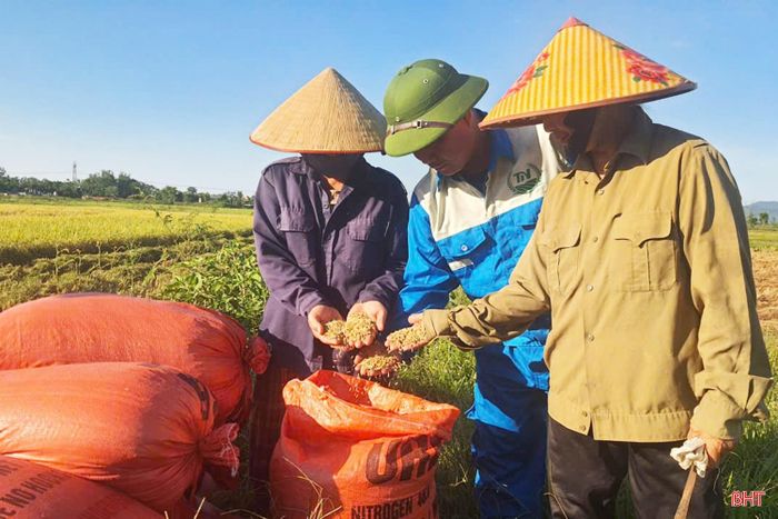 Sản phẩm lúa ST25 sản xuất theo hướng hữu cơ của HTX Nông nghiệp hữu cơ Thần Nông HT, hiện cung chưa đủ cầu.