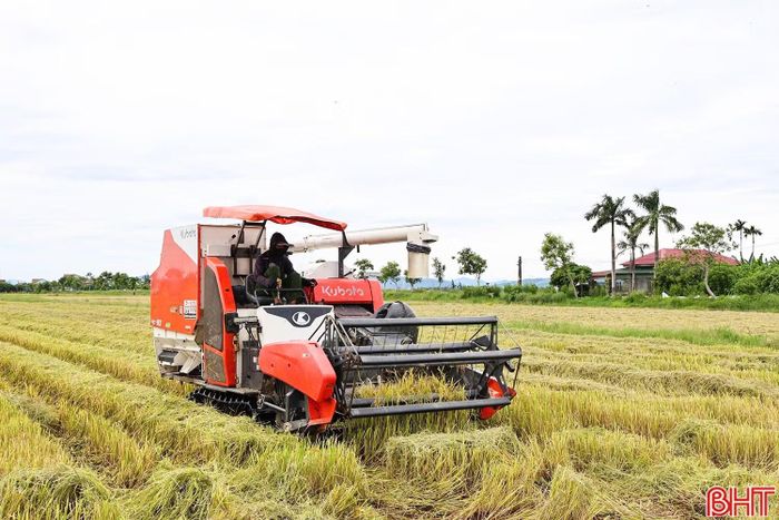 Đến ngày 24/8/2026, Hà Tĩnh đã thu hoạch đạt 26,34% diện tích lúa hè thu.