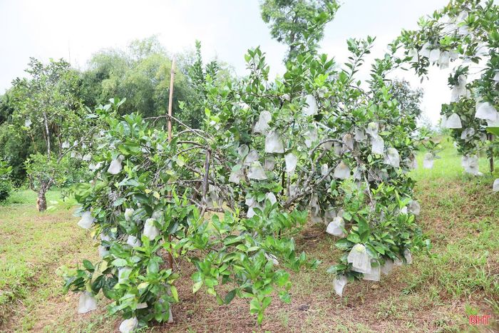 Những gốc cam trĩu quả được gia đình chị Nga chăm sóc cẩn thận.