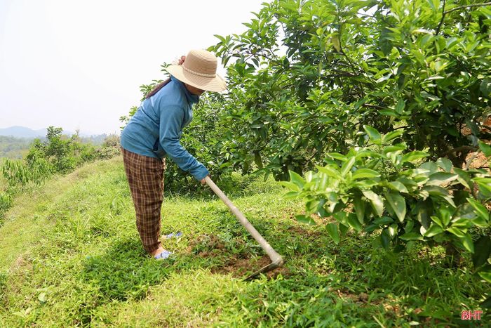 Vườn cam mướt xanh của gia đình chị Nguyễn Thị Nga ở thôn Đức Lĩnh.