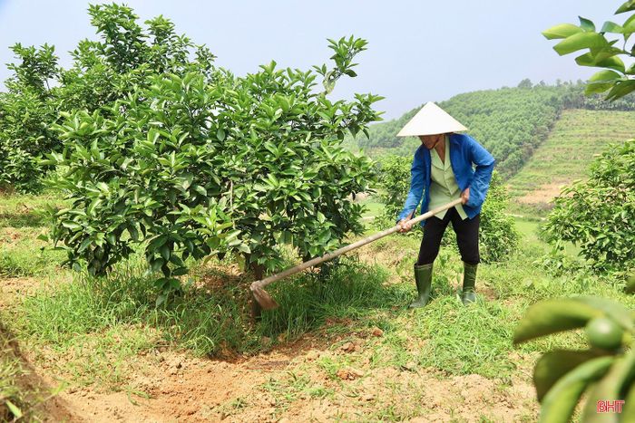 Những năm gần đây, người dân xã Mai Hoa luôn chú trọng trồng cam theo hướng hữu cơ, hạn chế sử dụng phân bón hoá học.