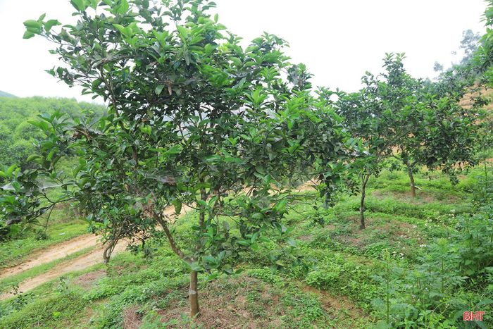 Việc sản xuất theo hướng hữu cơ giúp cây cam phát triển ổn định.