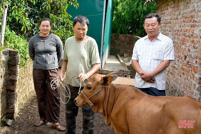  Con bê nái của gia đình ông Nguyễn Văn Tý (giữa) đang phát triển tốt. 
