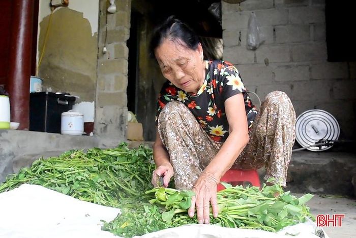 Mặc dù tuổi cao, sức khỏe yếu nhưng bà Hồ Thị Tam hằng ngày vẫn cắt cỏ, rau để chăm sóc con bê nái.