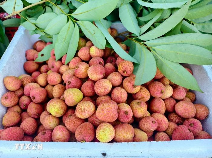 Vải thiều Bắc Ninh. (Ảnh: Thanh Thương/TTXVN)
