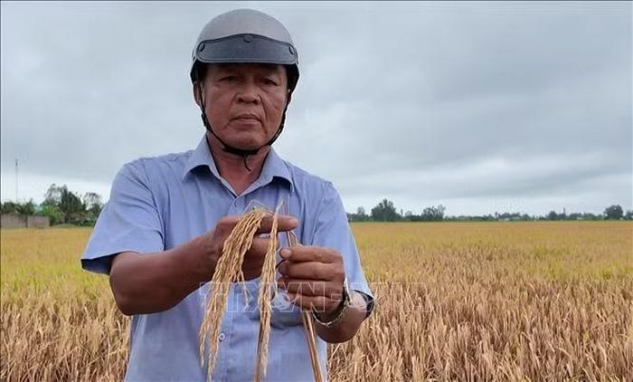 Diện tích lúa hè thu của gia đình ông Trần Văn Quân (ấp Thông Lưu, xã Vĩnh Lợi) bị cháy rầy. Ảnh: TTXVN phát