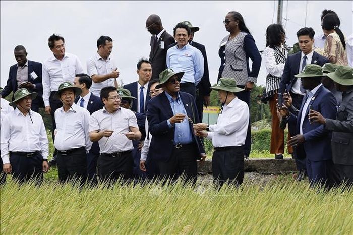 Chủ tịch Quốc hội Trần Thanh Mẫn và Chủ tịch Quốc hội Cộng hòa Côte d’Ivoire Patrick Achi thăm cánh đồng trình diễn giống lúa triển vọng vụ Hè - Thu 2026. Ảnh: Doãn Tấn/TTXVN