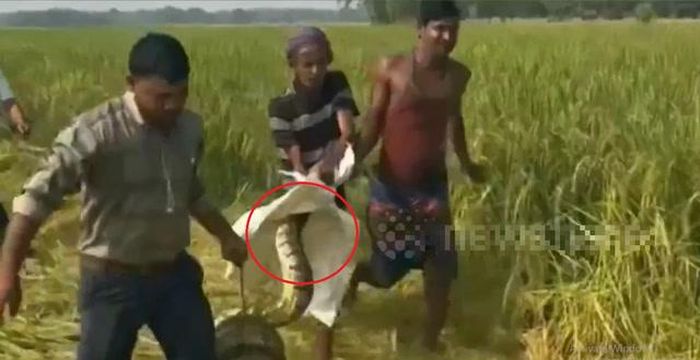 Trăn khổng lồ dài 3 mét bất ngờ xuất hiện giữa ruộng lúa. Ảnh cắt từ clip Newsflare.