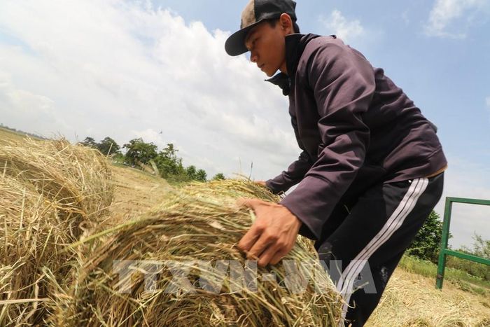 Người lao động sắp xếp lại rơm trên xe. Ảnh: Hồng Thái - TTXVN