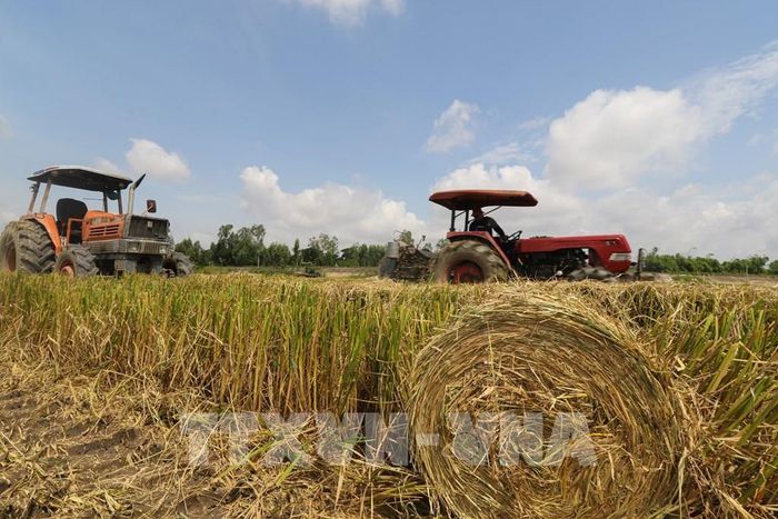 Rơm được cuộn gọn trên cánh đồng. Ảnh: Hồng Thái - TTXVN