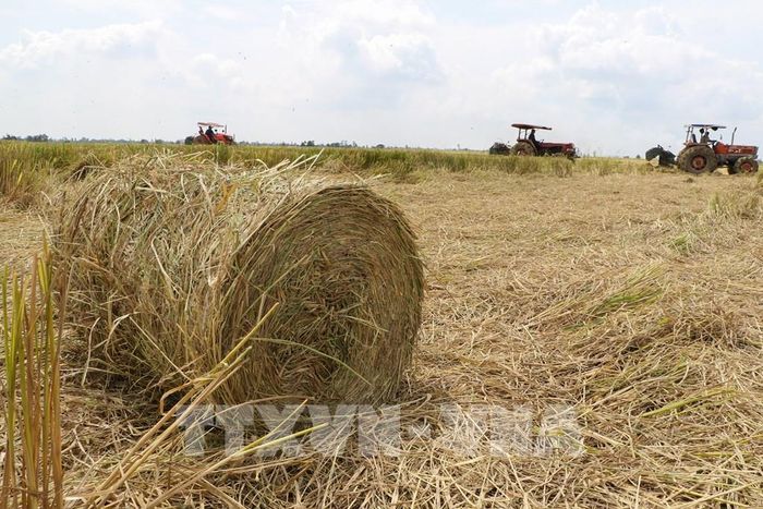 Rơm được máy cuộn trên cánh đồng sau mùa gặt. Ảnh: Hồng Thái - TTXVN