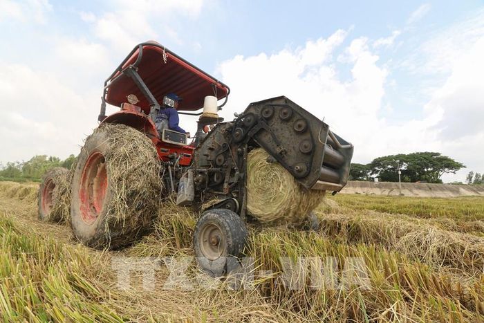 Máy cuộn rơm hoạt động liên tục, cuốn phần rơm khô thành những cuộn tròn. Ảnh: Hồng Thái - TTXVN