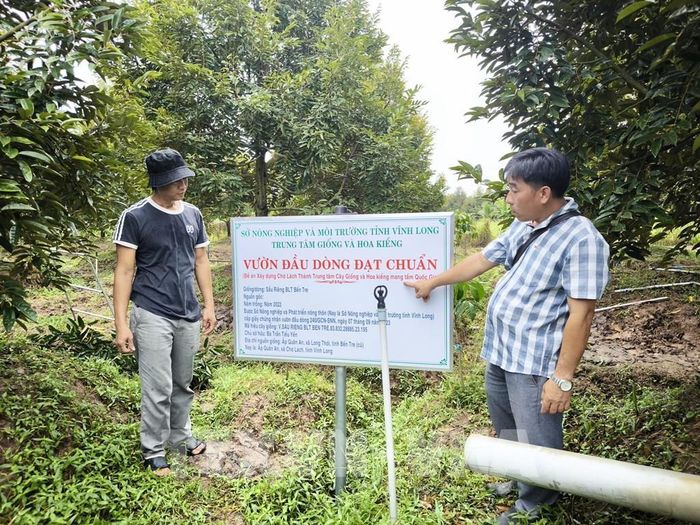 Vườn cây sầu riêng đầu dong của Anh Nguyễn Văn Thoàng (ấp Quân An, xã Chợ Lách, tỉnh Vĩnh Long). Ảnh: Huỳnh Phúc Hậu - TTXVN 
