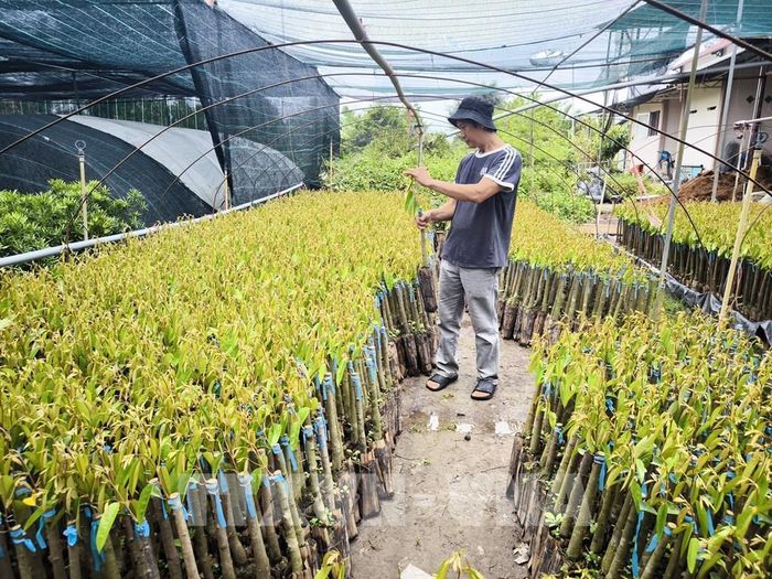 Anh Nguyễn Văn Thoàng (ấp Quân An, xã Chợ Lách, tỉnh Vĩnh Long) kiểm tra cây giống sầu riêng trước khi xuất bán. Ảnh: Huỳnh Phúc Hậu - TTXVN