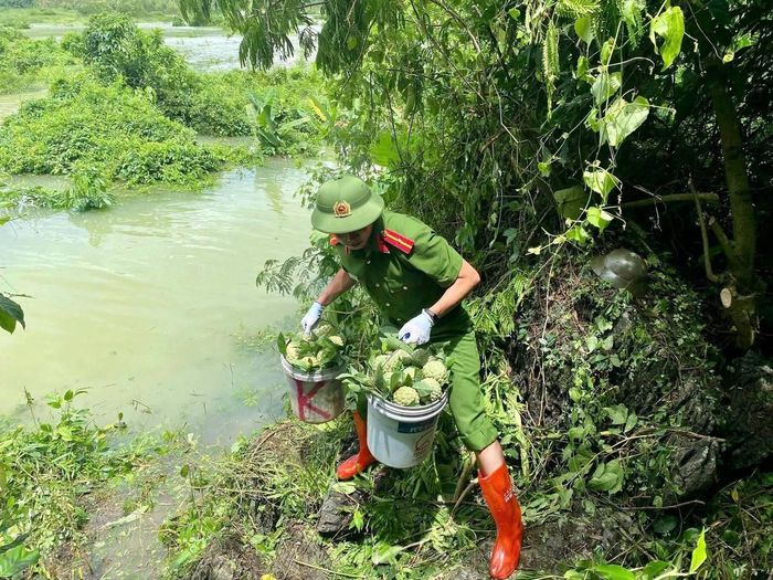 Việc thu hái và vận chuyển quả na qua những địa hình phức tạp. nguy hiểm.