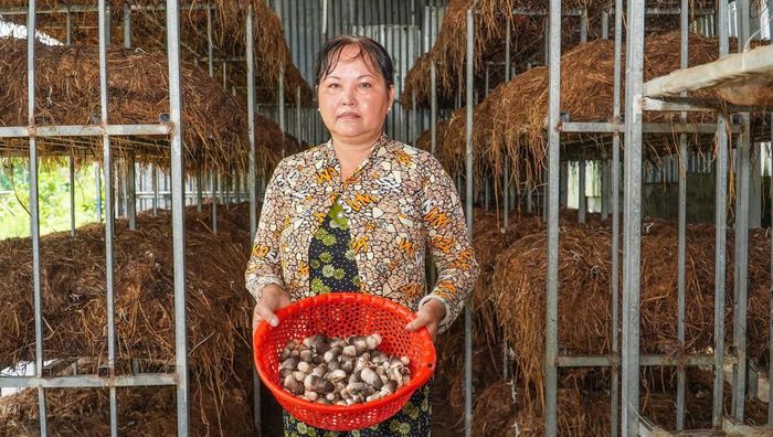 Sản phẩm nấm rơm của gia đình chị Tươi đang được hỗ trợ xây dựng sản phẩm OCOP tạo thương hiệu nấm rơm Vị Thanh 1 - Ảnh Hoàng Tuấn