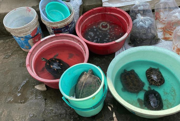 Hình ảnh rùa được bày bán (Nguồn: ENV)