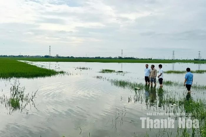 Nhiều diện tích lúa, hoa màu bị ngập úng.