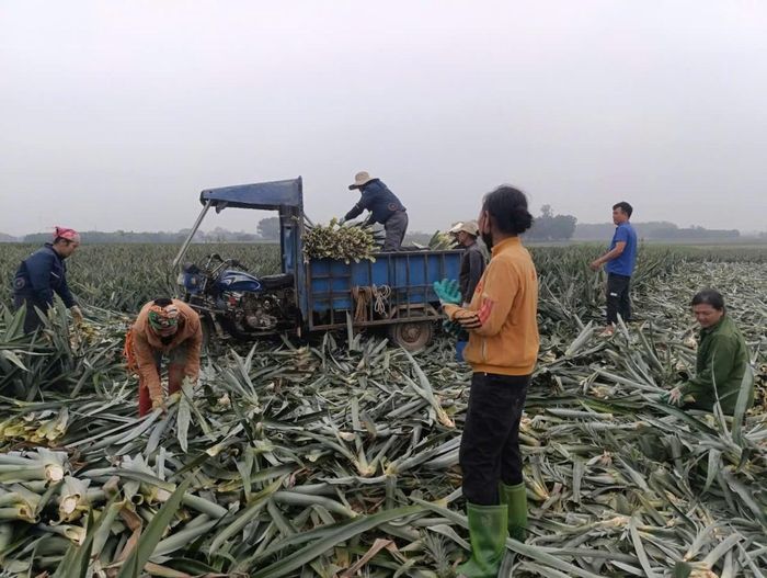 Những cánh đồng dứa ở xã Ngọc Liên cung cấp nguồn phụ phẩm lớn cho mô hình sản xuất sợi tơ. Ảnh: Nguyễn Thuấn.