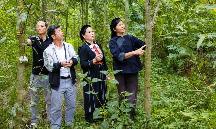 Mô hình trồng rừng kinh tế của gia đình chị Mông Thị Đức, thôn Việt Tiến, xã Đại Sơn có hiệu quả cao.
