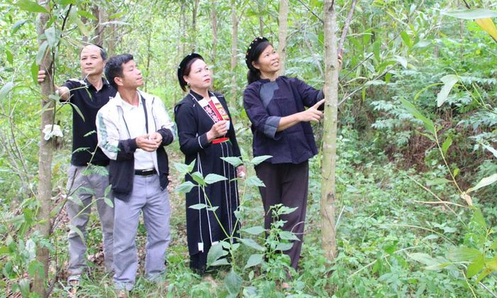 Mô hình trồng rừng kinh tế của gia đình chị Mông Thị Đức, thôn Việt Tiến, xã Đại Sơn có hiệu quả cao.