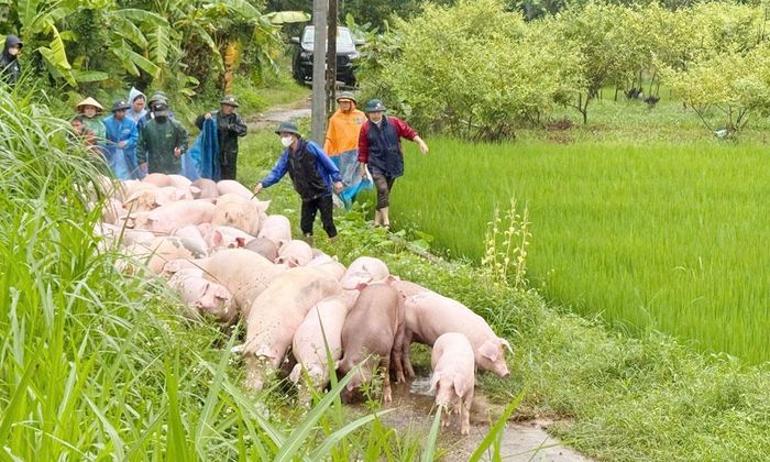  Xã Kép hỗ trợ người dân di dời vật nuôi đến nơi an toàn. 