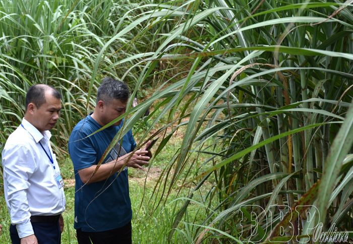 Hiện nay, xã Sín Thầu đang thực hiện các quy trình, thủ tục đăng ký thương hiệu cho sản phẩm mía trên địa bàn.