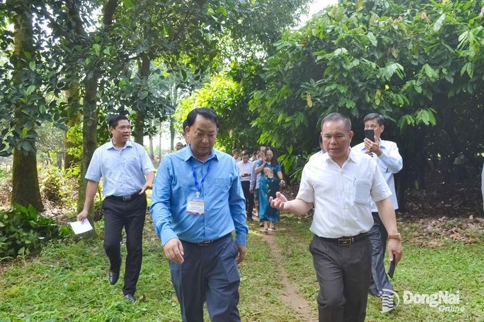 Đoàn cán bộ lãnh đạo trẻ 3 Đảng: Việt Nam - Lào - Campuchia khảo sát thực tế mô hình trồng ca cao tại xã Hưng Thịnh. Ảnh: Phương Hằng