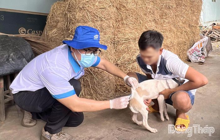 Cần tiêm phòng đầy đủ cho chó, mèo và tiêm nhắc lại hằng năm theo khuyến cáo của ngành thú y để phòng ngừa bệnh dại.