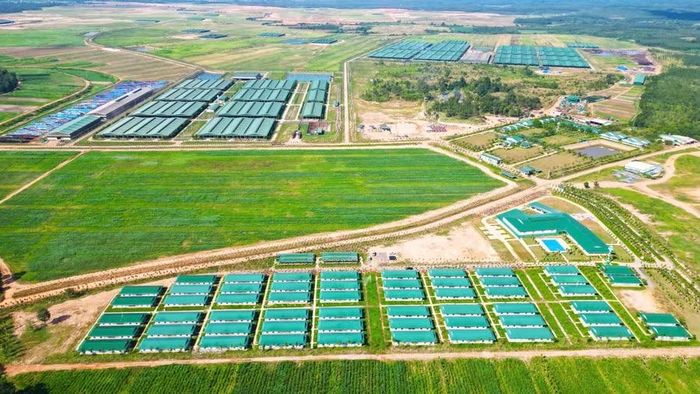  Dự án trang trại chăn nuôi bò thịt của THACO AGRI tại xã Ia Púch. Ảnh: ĐVCC 