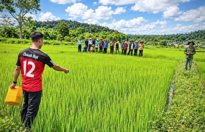  Giáo viên Trung tâm Giáo dục nghề nghiệp - Giáo dục thường xuyên Kbang hướng dẫn các học viên lớp trồng lúa năng suất cao tại Thôn 7 (xã Sơn Lang) kiểm tra sâu, bệnh hại và thực hành phun thuốc trừ sâu. Ảnh: M.P 
