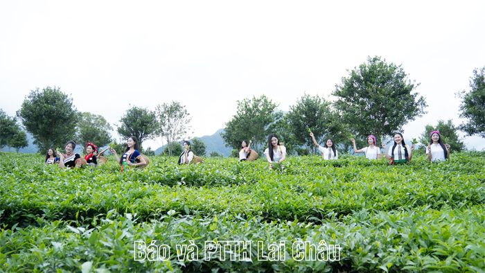 Các thí sinh trải nghiệm hái chè.