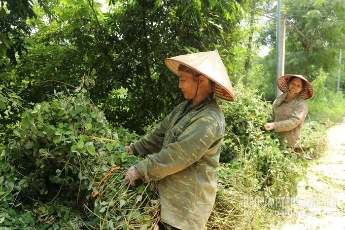 Cây kim tiền thảo được người dân thôn Bản Héc, xã Cao Lộc thu hoạch, đóng gói để xuất bán
