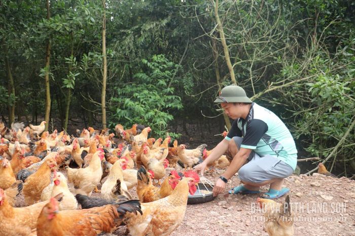 Người dân thôn Bắc Lãng, xã Châu Sơn chăm sóc đàn gà
