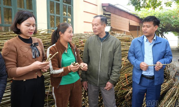Nguyễn Thị Hạnh Lê - Giám đốc Hợp tác xã Dâu tằm Hạnh Lê (người thứ 2 , bên trái) chia sẻ kinh nghiệm trồng dâu hom bằng giống GQ2.